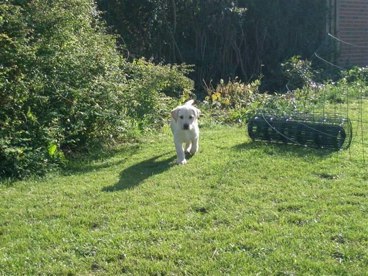 Labrador retriever Luna - Luna i haven billede 4