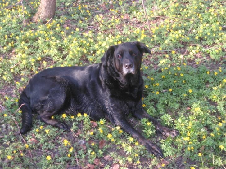 Blanding af racer Nanna (R.I.P) billede 13