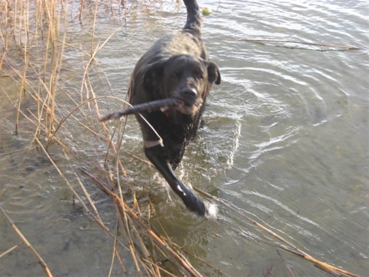 Blanding af racer Nanna (R.I.P) billede 14