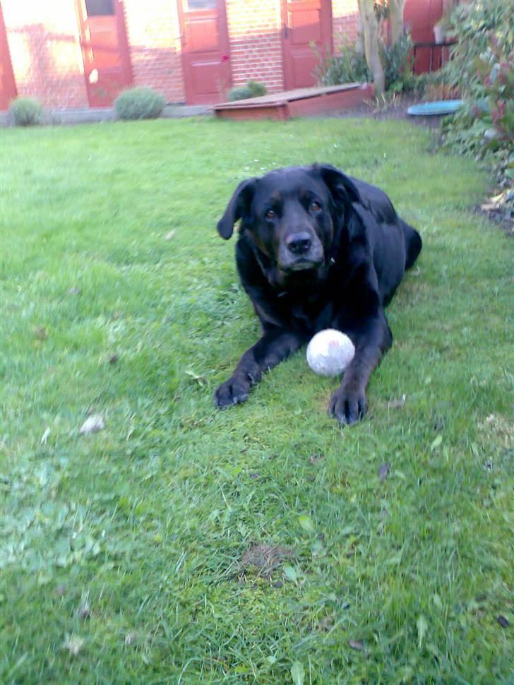 Blanding af racer Nanna (R.I.P) billede 16