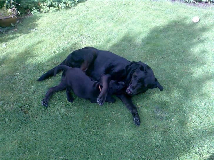 Blanding af racer Nanna (R.I.P) billede 17