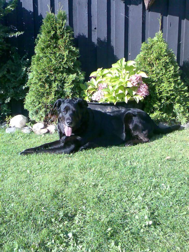 Blanding af racer Nanna (R.I.P) billede 18