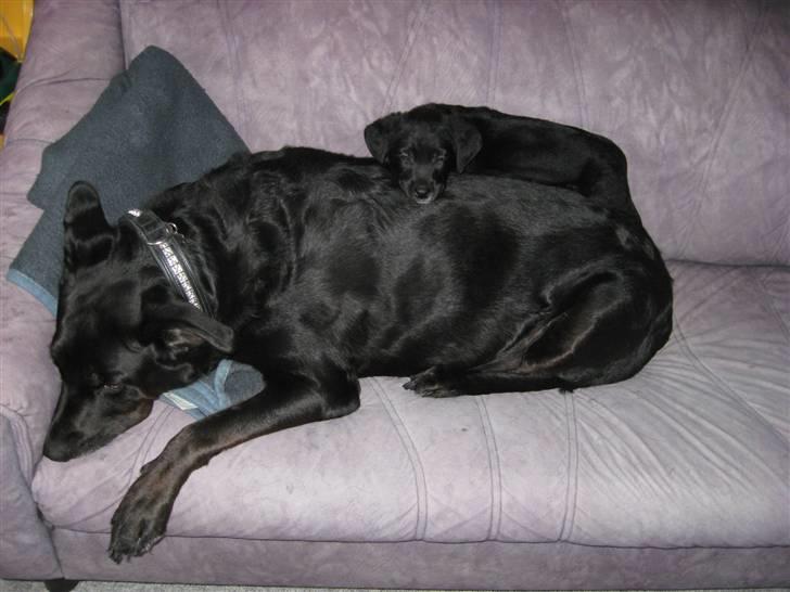 Blanding af racer Nanna (R.I.P) billede 19