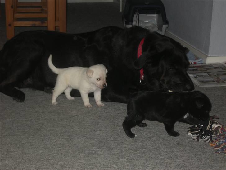 Blanding af racer Nanna (R.I.P) billede 20