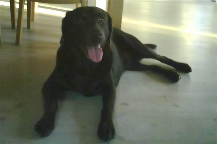 Labrador retriever Sif(stella) billede 16