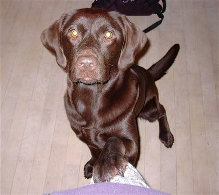 Labrador retriever Sif(stella) billede 17