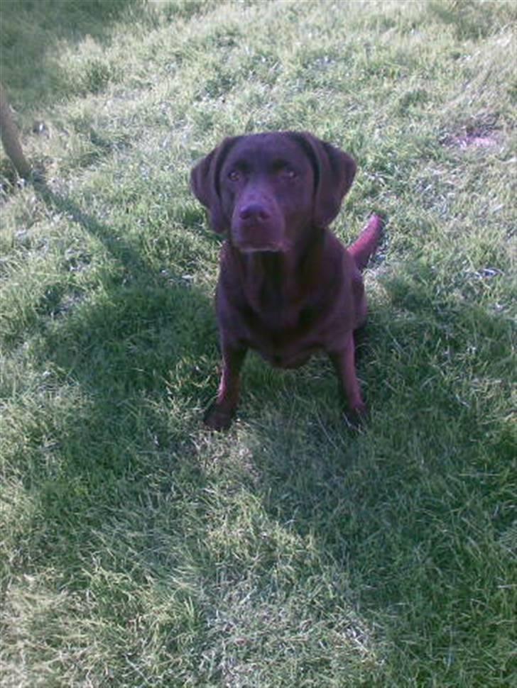 Labrador retriever Sif(stella) billede 18