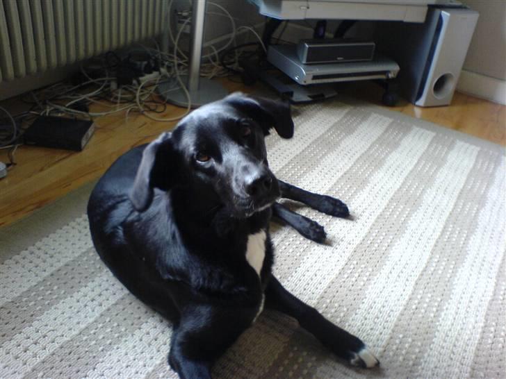 Blanding af racer lady billede 15