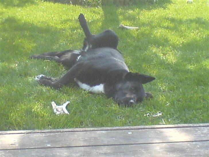 Blanding af racer lady billede 16