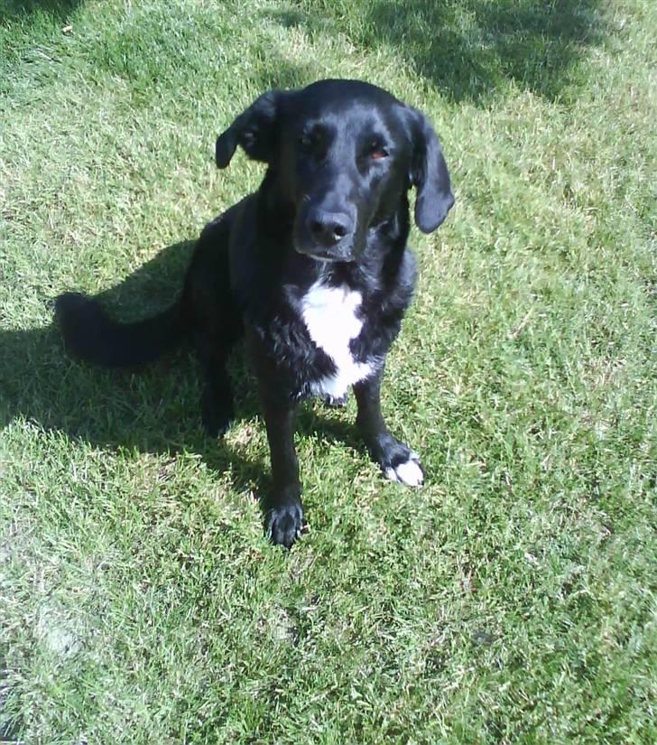 Blanding af racer lady billede 17