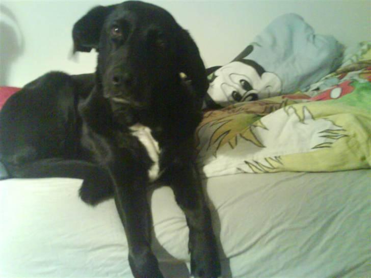 Blanding af racer lady billede 18