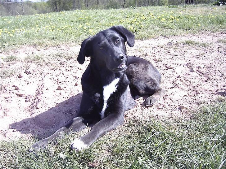 Blanding af racer lady billede 19