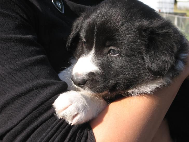 Border collie Kahlua billede 1