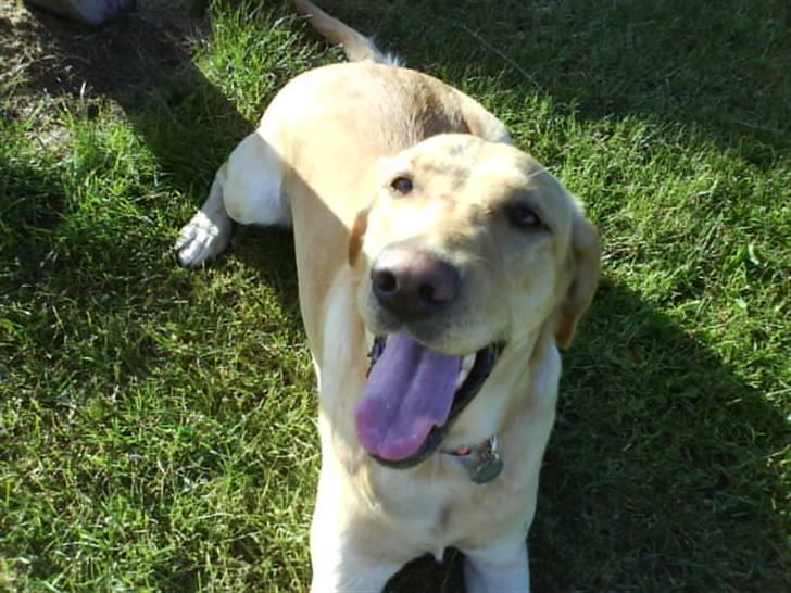 Labrador retriever Cheri - Hiih sødt ikk XD billede 1