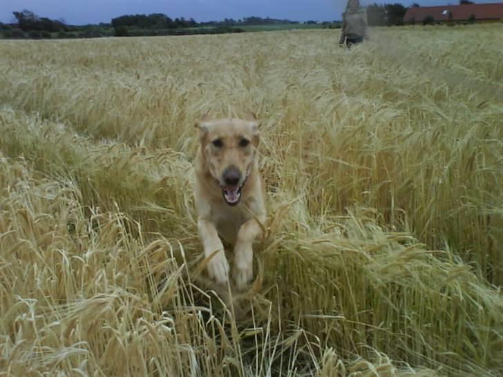 Labrador retriever Cheri - HiHi ude og springe i kornet XD billede 2
