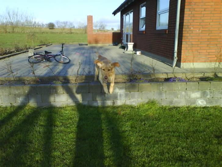 Labrador retriever Cheri - Flyve øre billede 3