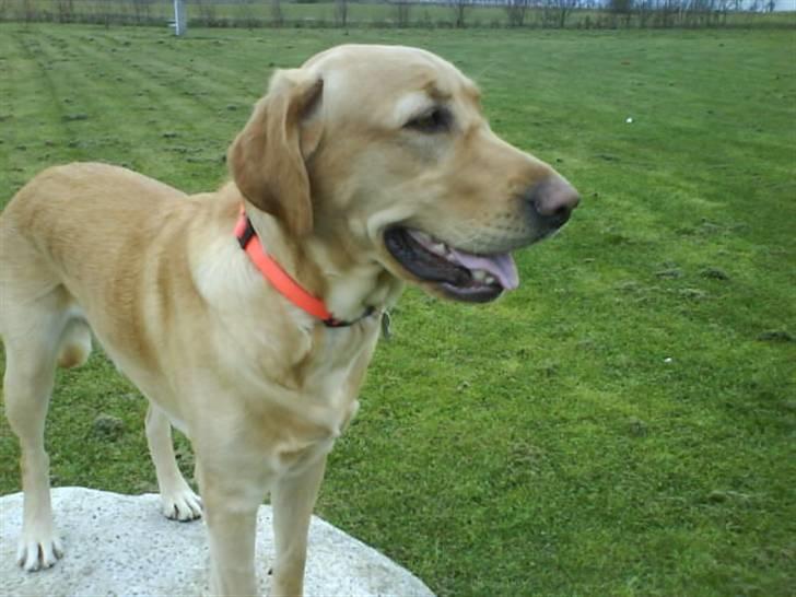 Labrador retriever Cheri - the Qeen of the world XD billede 4