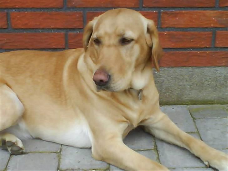 Labrador retriever Cheri - det er KEDELIGT er det ingen der vil lege med mig :´C billede 6