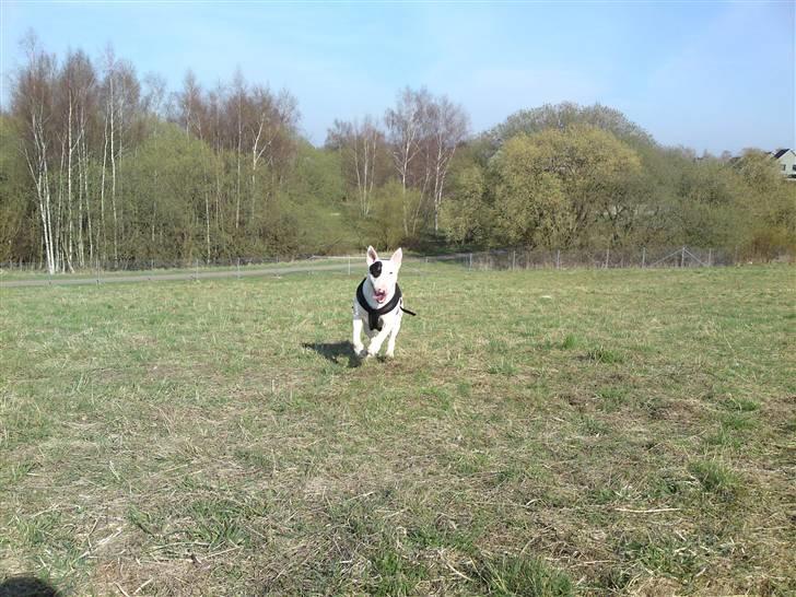 Bullterrier Ludvig billede 1