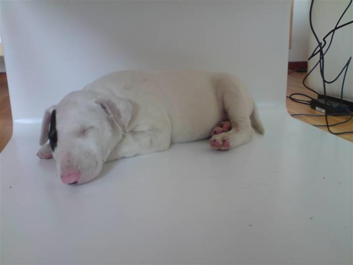 Bullterrier Ludvig billede 2