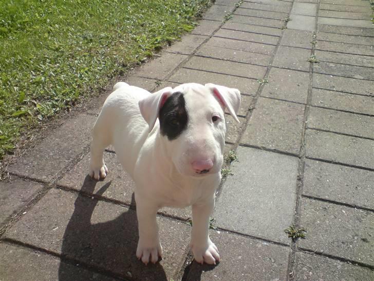 Bullterrier Ludvig billede 3