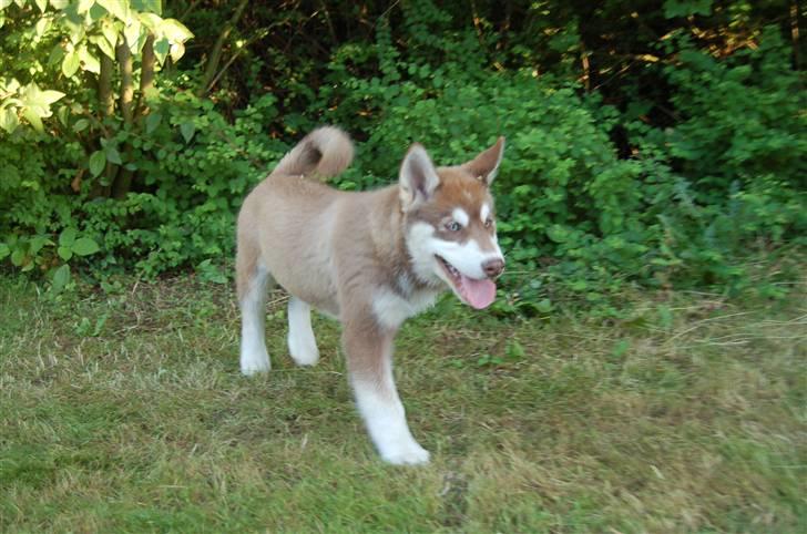 Alaskan malamute Sakima billede 5