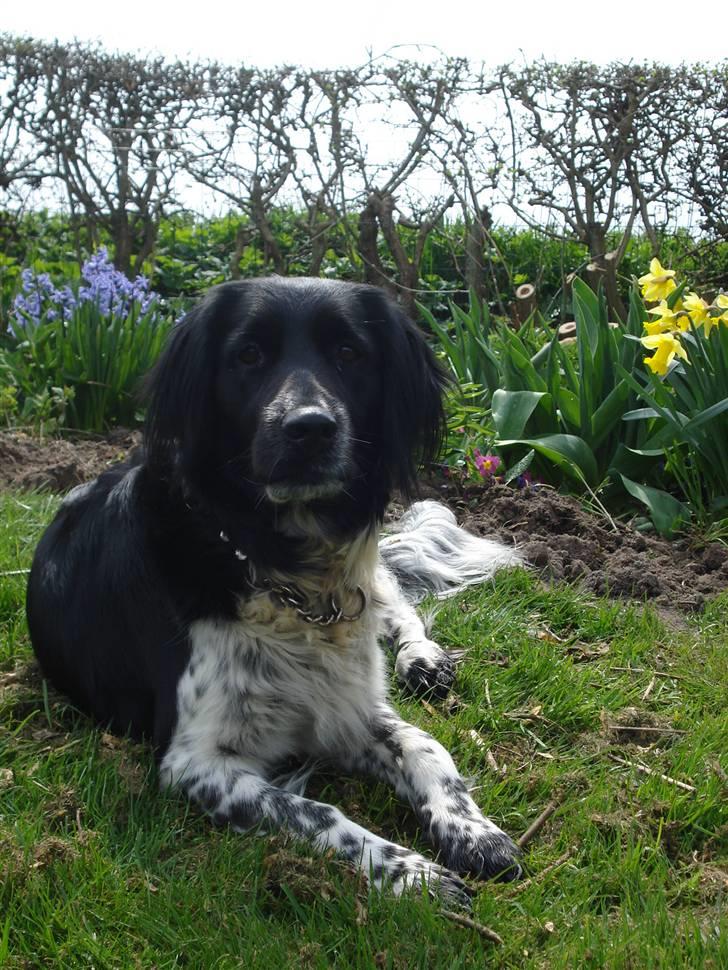 Blanding af racer Trine billede 17