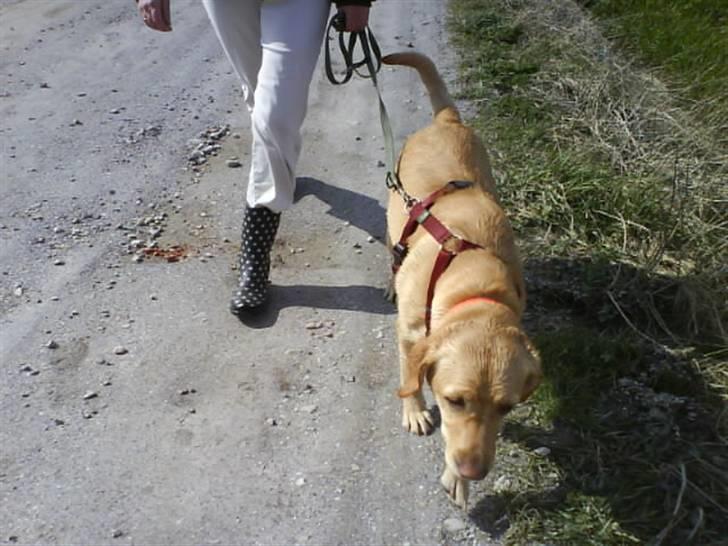 Labrador retriever Cheri - på tur LOVE IT XD billede 8