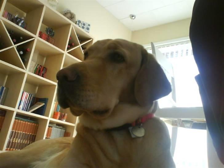 Labrador retriever Cheri - ligger og daser XD billede 9