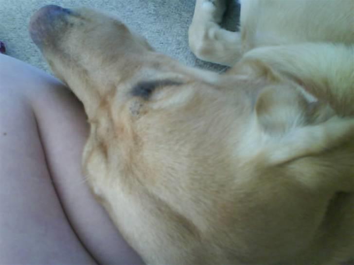 Labrador retriever Cheri - der var hun syg Snøft Snøft :´C billede 10