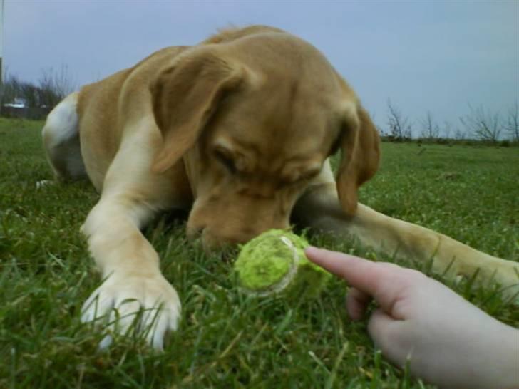 Labrador retriever Cheri - Thihi billede 11