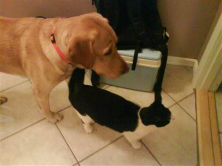 Labrador retriever Cheri - nyskærrig "-" billede 12