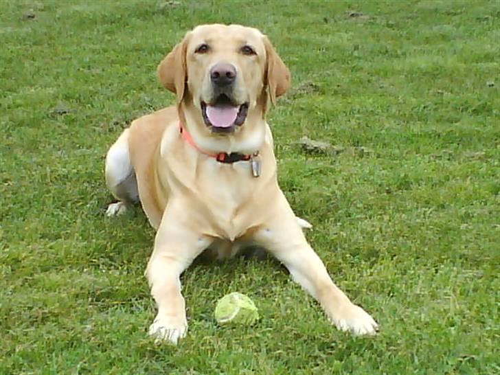 Labrador retriever Cheri - min bold XD billede 13