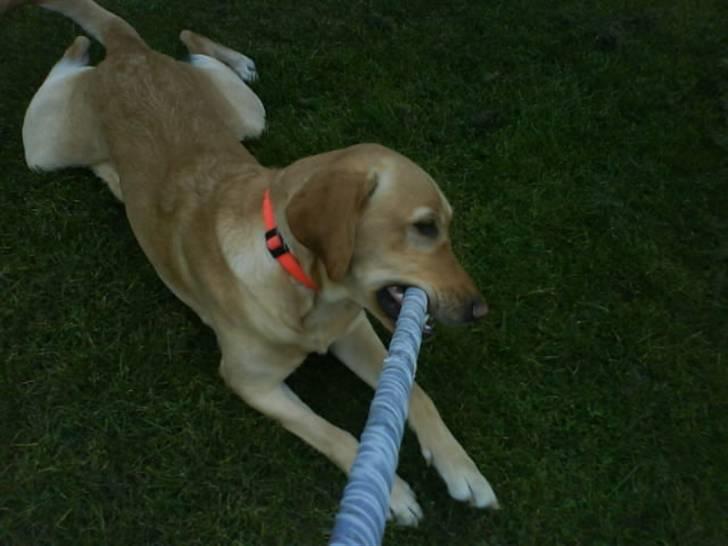Labrador retriever Cheri - det var min kæp HiHi billede 14