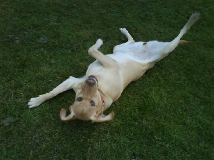 Labrador retriever Cheri - haha billede 15