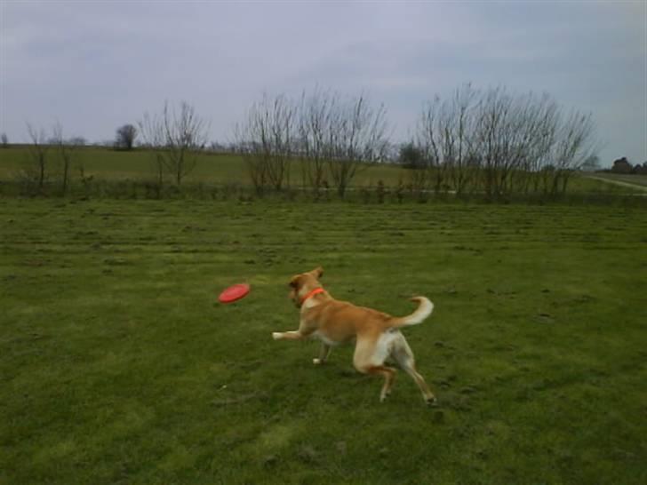 Labrador retriever Cheri - den har jeg XD billede 16