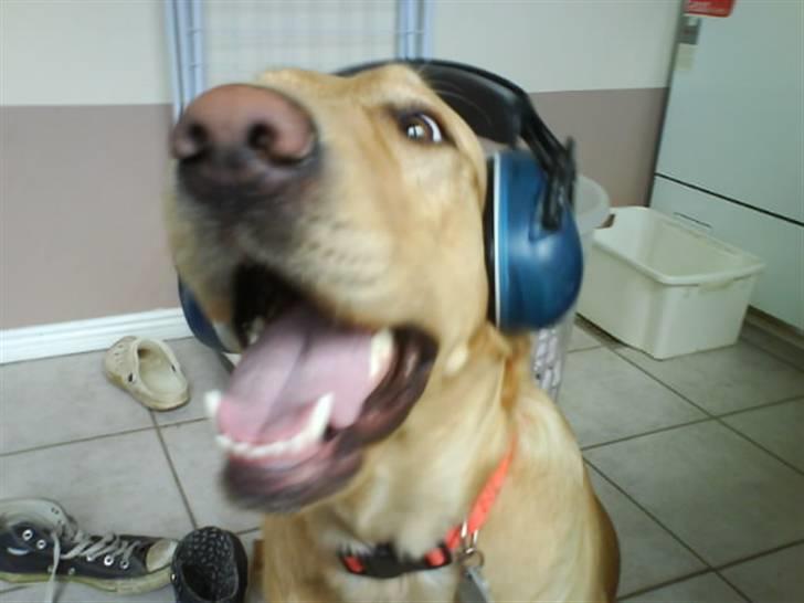 Labrador retriever Cheri - YAY lyden forsvandt XD billede 17