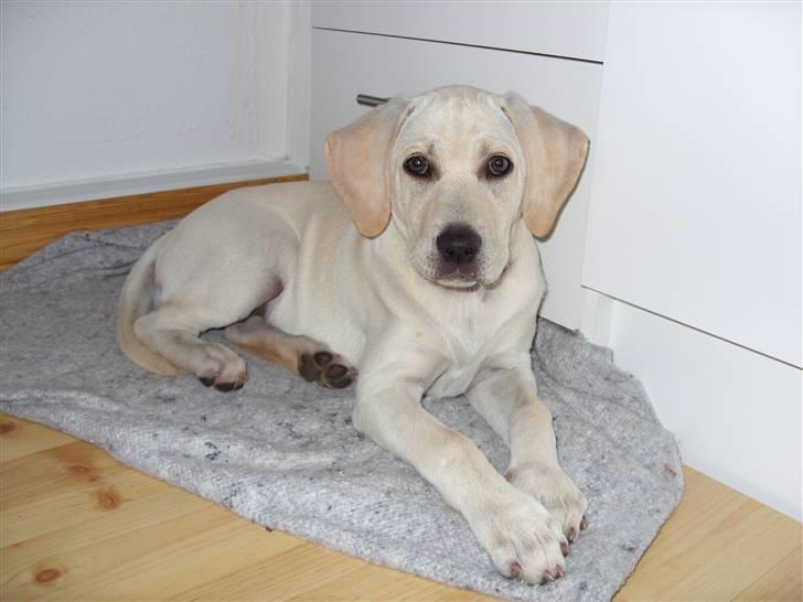 Labrador retriever Mollie billede 15