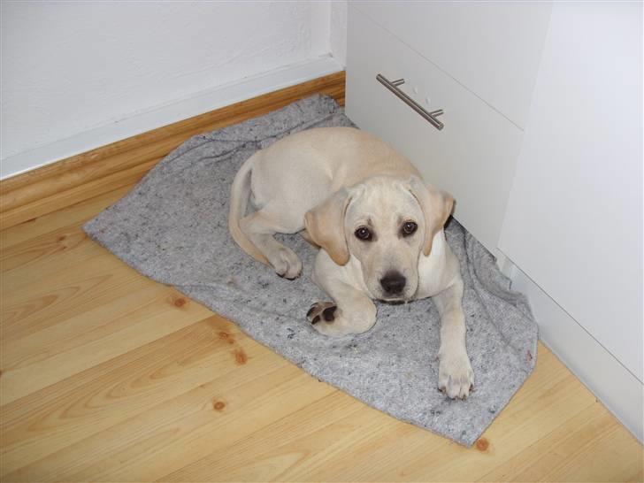 Labrador retriever Mollie billede 16