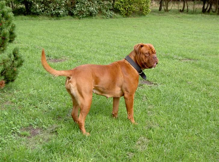 Dogue de bordeaux kaila  billede 7