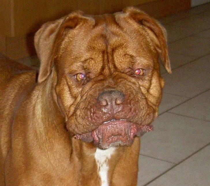 Dogue de bordeaux kaila  billede 8