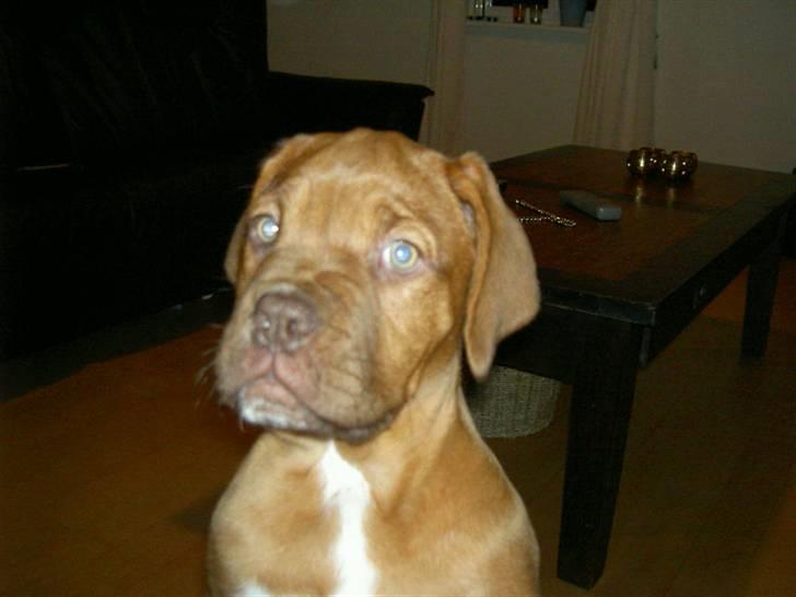 Dogue de bordeaux kaila  billede 9