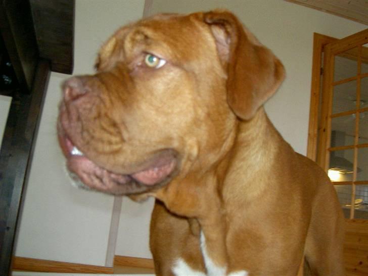 Dogue de bordeaux kaila  billede 10