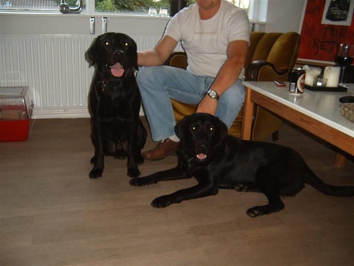 Labrador retriever Anton Skjødt - Hej det er mig til venstre.. Og til højre sidder Koda min legekammerat:-) billede 12