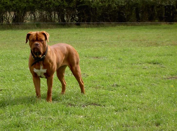 Dogue de bordeaux kaila  billede 11