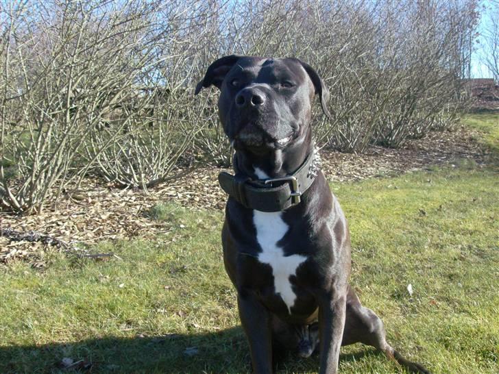 Amerikansk staffordshire terrier Jackie - Taget d.6 Marts 2011  billede 12