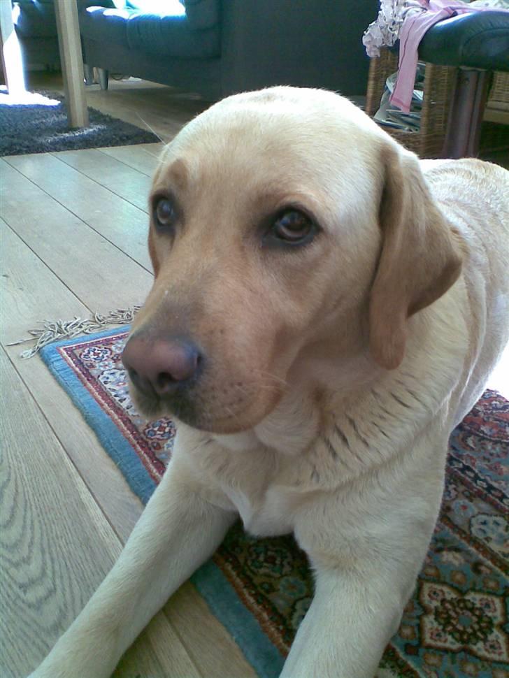 Labrador retriever Tana - *NYT* billede 9