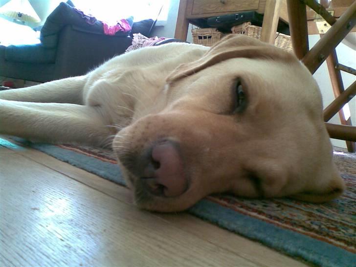 Labrador retriever Tana - *NYT* billede 10