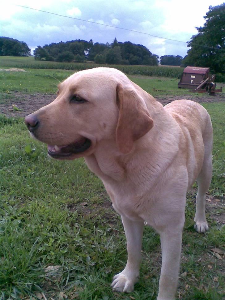 Labrador retriever Tana - *NYT* billede 11