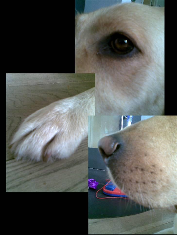 Labrador retriever Tana billede 12